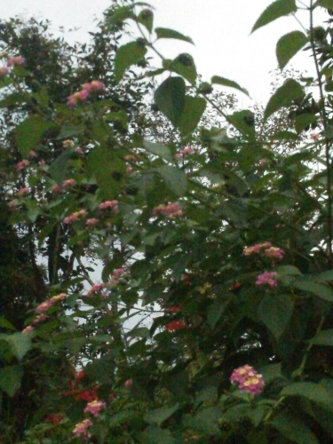 a0323194_22344500.jpg