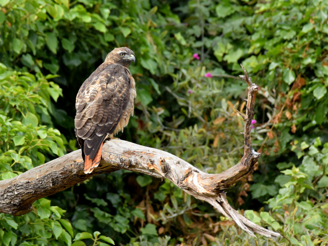 サンフランシスコの野鳥たち　5_a0160500_095883.jpg