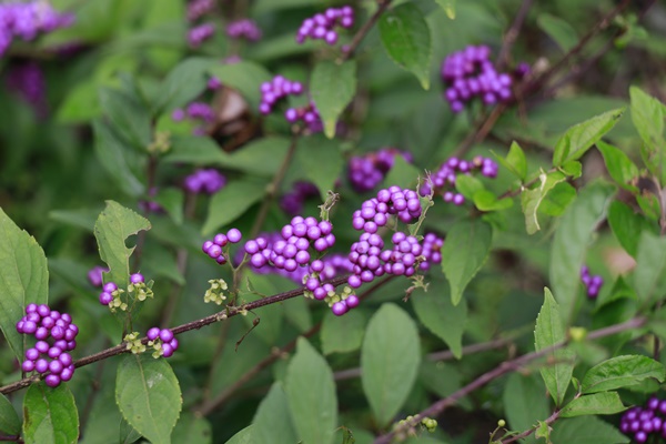 a0123003_23103510.jpg