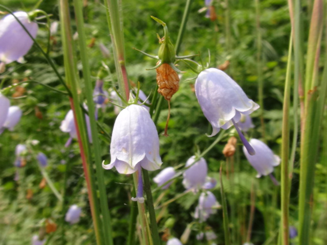 ツリガネニンジンの花と「みんなの花図鑑」…2015/9/25_f0231709_19415130.jpg