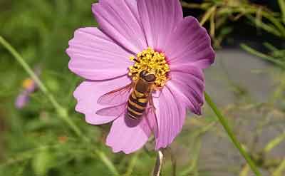 野の花　　　　2015.09.25_e0001110_9104819.jpg