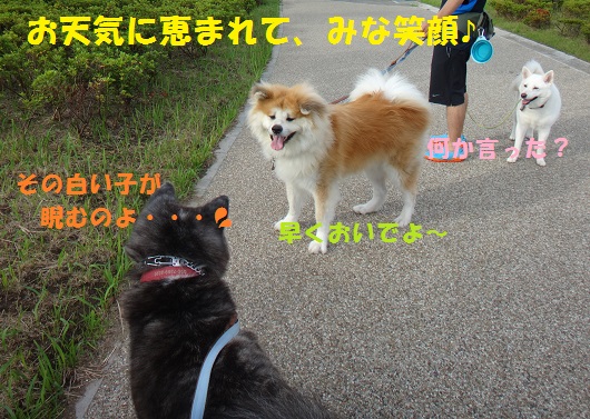 ヤタロウ君と意気投合 もももの部屋 怖がりゆえに攻撃的な秋田犬のタイガ 老犬雑種のベスの共同生活 保護活動の記録です 時々お空のモカも登場