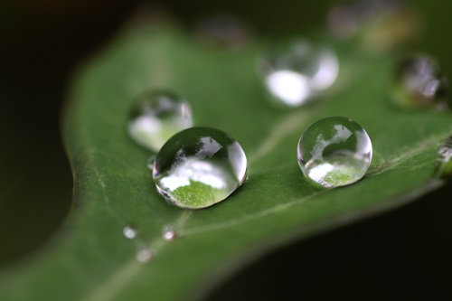 Drop of rain_a0182113_1404970.jpg