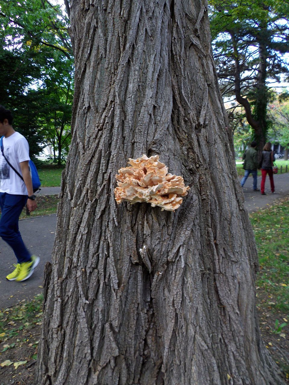 イチョウ並木はまだ色づかず_c0025115_19043569.jpg