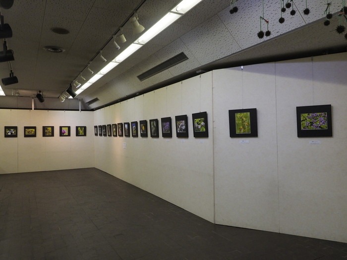 植物友の会作品展_c0116915_011660.jpg