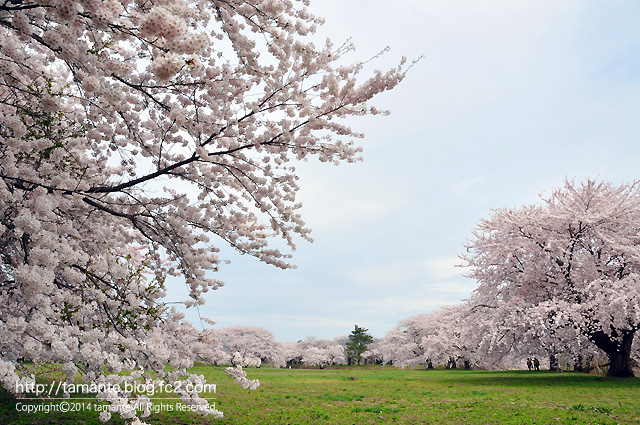 まだ間に合います♪　青森市内の桜スポット_d0341318_09391677.jpg