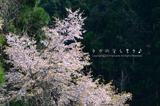 山桜花 風の散歩道