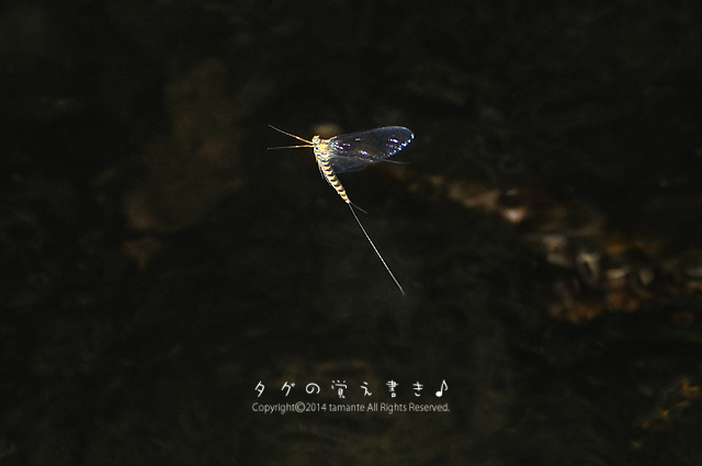 宙を舞う水辺の妖精 風の散歩道