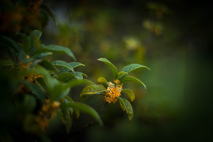 2015年9月26日　秋雨に濡れる花たち_b0134829_16365570.jpg