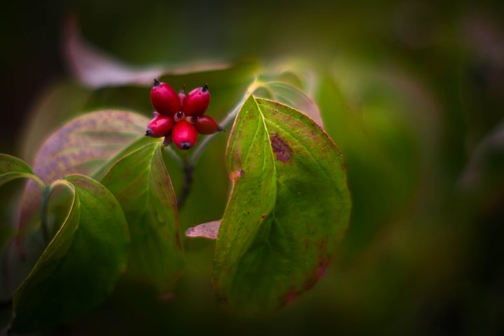 2015年9月26日　秋雨に濡れる花たち_b0134829_16401855.jpg