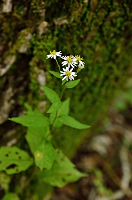 茅ヶ岳の花・・・4_b0236334_7341331.jpg