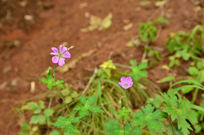 茅ヶ岳の花・・・4_b0236334_7344081.jpg