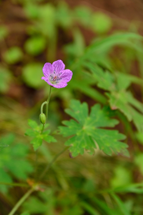 茅ヶ岳の花・・・4_b0236334_7344542.jpg