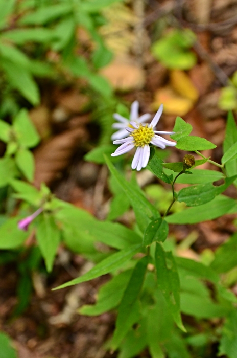 茅ヶ岳の花・・・4_b0236334_734857.jpg