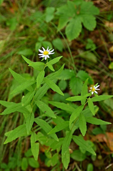 茅ヶ岳の花・・・4_b0236334_7451996.jpg