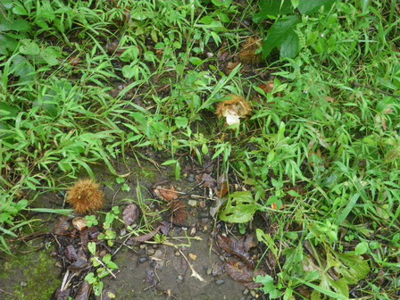 雨、でも多くの秋の生きものたち_a0123836_17152548.jpg