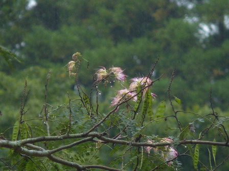 雨、でも多くの秋の生きものたち_a0123836_17163517.jpg