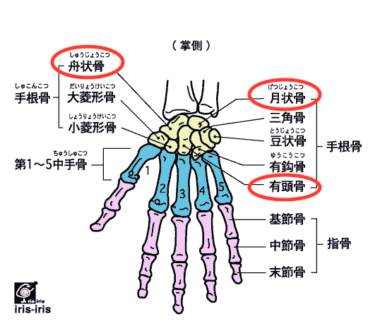 手首の痛み（子育て編）～ある日の施術より～_e0073240_992012.gif