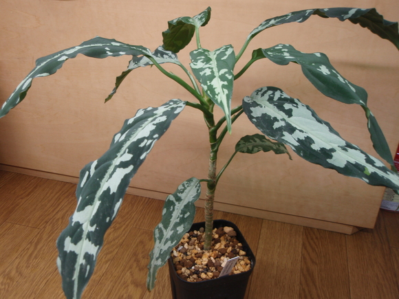 Aglaonema pictum argentum “White Album” 【LA0514-03】 ①-1 : AC外伝