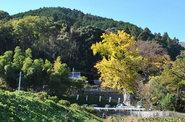 一言主神社付近の彼岸花_b0299042_174344.jpg