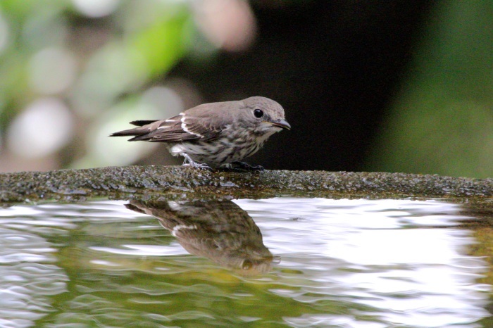 2015.9.24 早くも冬の使者・里山公園・コガモ他（A winter messenger comes early）_c0269342_00051099.jpeg