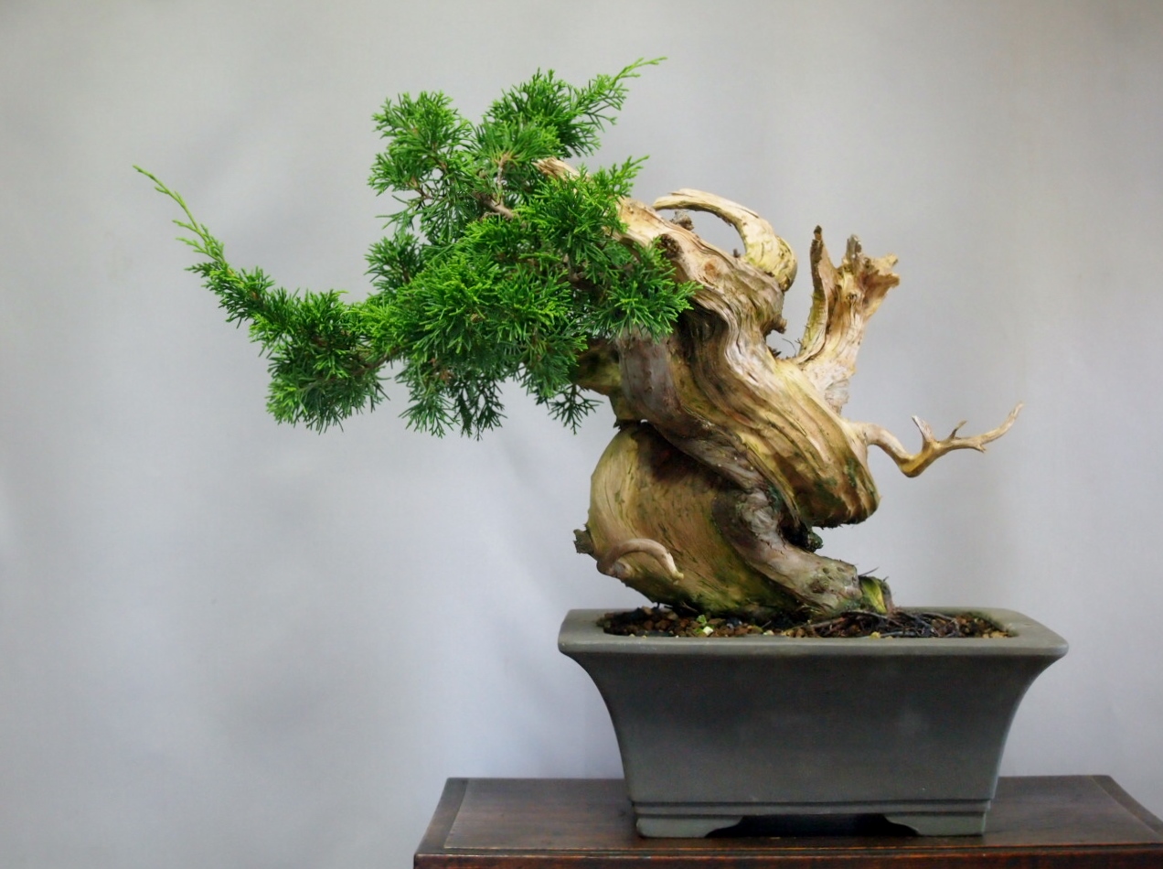 送料無料　真柏オブジェ レアの珍品 送料無料真柏オブジェ レアもの珍品一点物