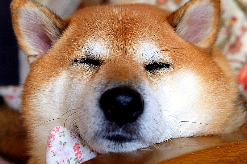 冴えない_b0314043_07303037.jpg