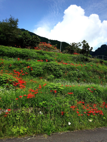 熊野古道@通り峠&丸山千枚田コース_e0292546_07145842.jpg