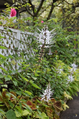 f0343750_18393484.jpg