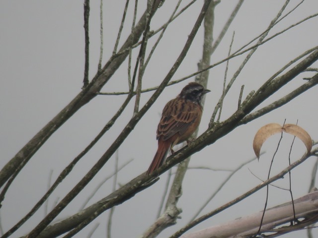 野鳥トレ23 オオルリ若_b0227552_19344789.jpg