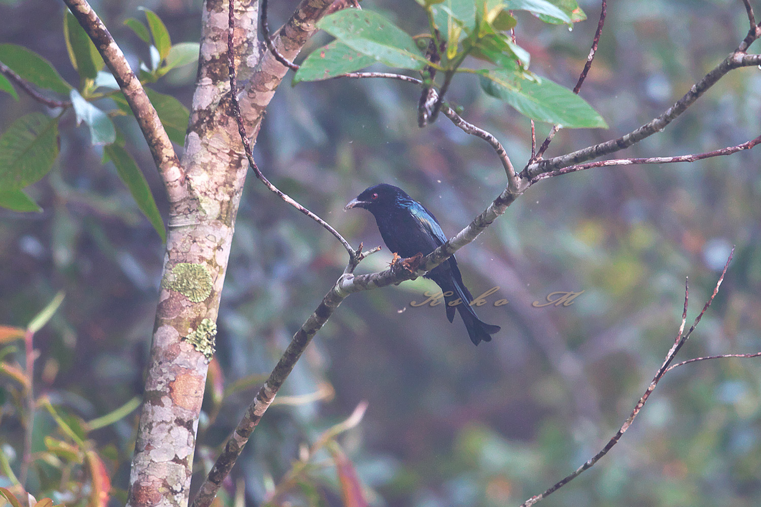 オウチュウ　Black Drongo_d0013455_17131573.jpg