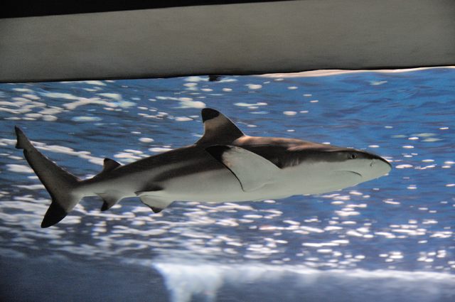 大洋の航海者 サメ とエイ のエリア 蜜蜂的写真日記