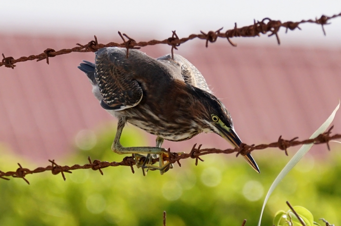 鳥たちの空を飛ぶ運動神経 とことん写真