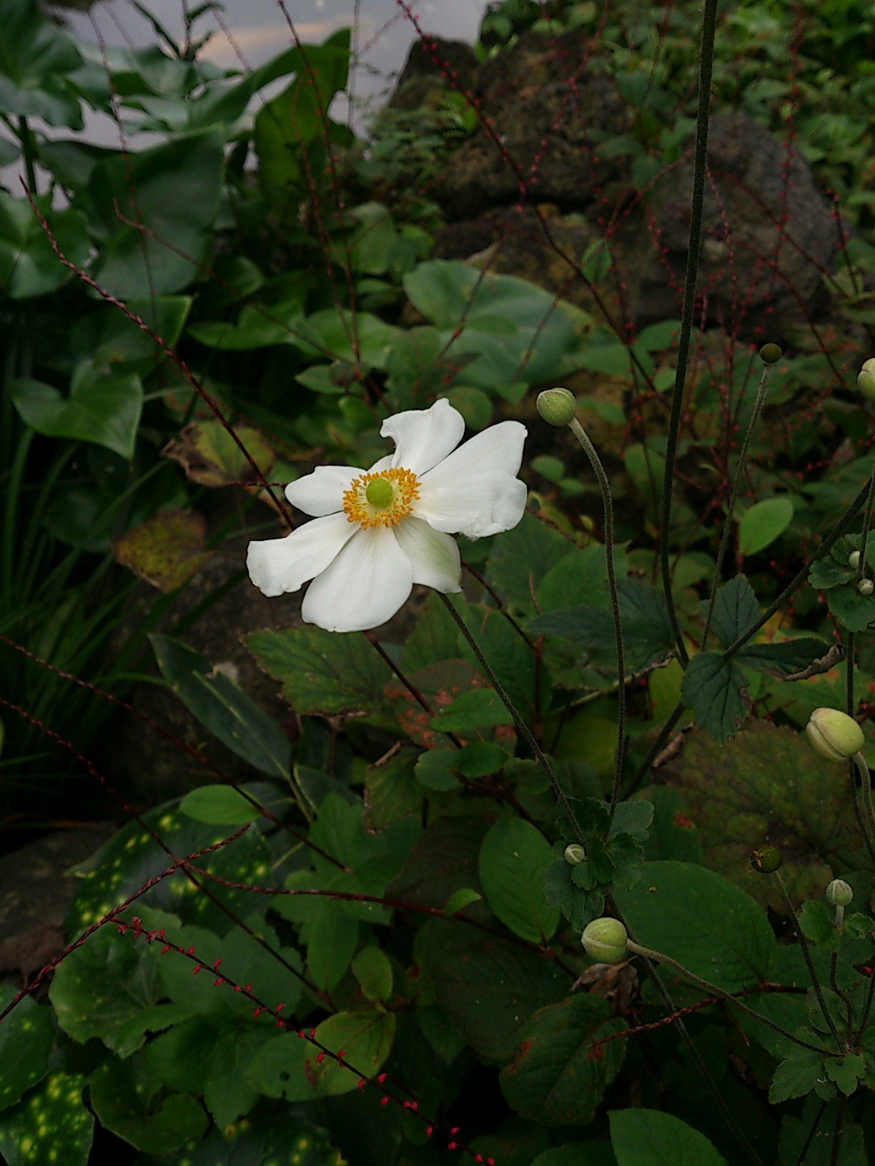 秋の鎌倉、花散歩_e0331179_11161004.jpg