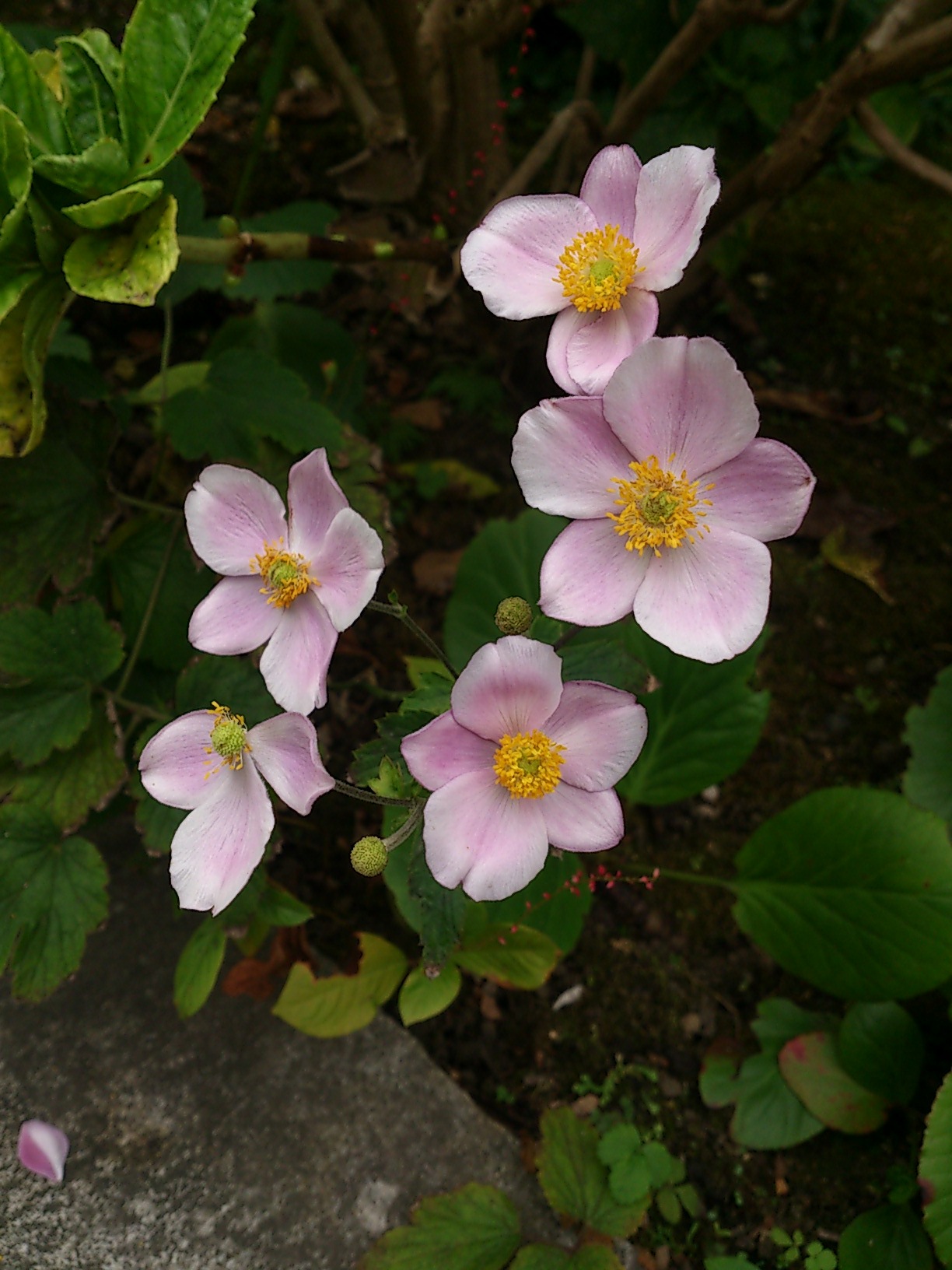 秋の鎌倉、花散歩_e0331179_19485814.jpg