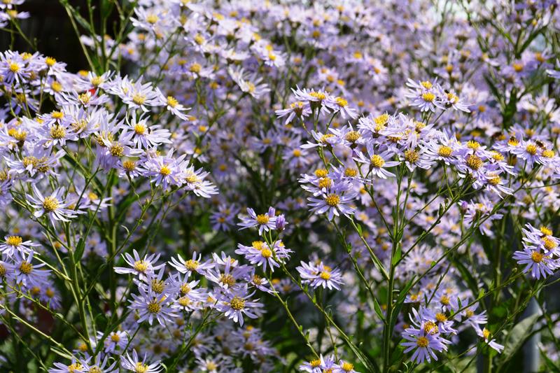 絶景！500万本の曼珠沙華が満開の巾着田（きんちゃくだ）・埼玉_b0053082_243454.jpg
