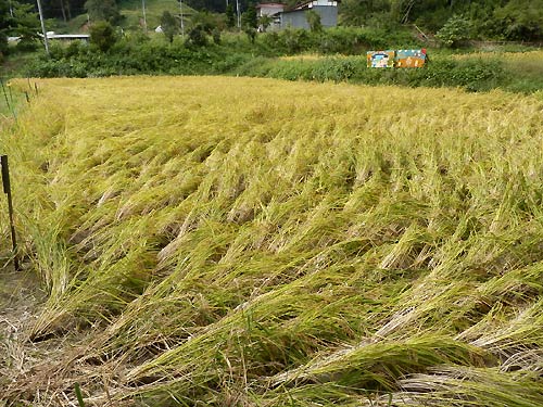 9月24日の田んぼ(月光原小・西根小)_d0247484_17225866.jpg