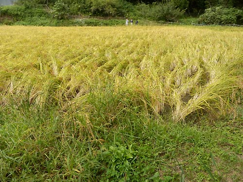 9月24日の田んぼ(月光原小・西根小)_d0247484_17303488.jpg