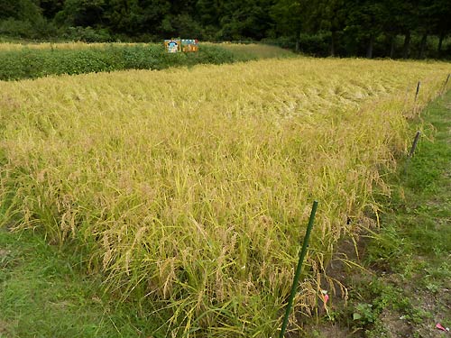 9月24日の田んぼ(月光原小・西根小)_d0247484_175843100.jpg