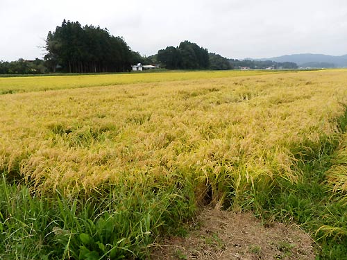 9月24日の田んぼ(目黒角田絆交流田)_d0247484_19151382.jpg