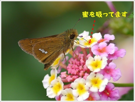 b0175688_00155058.jpg