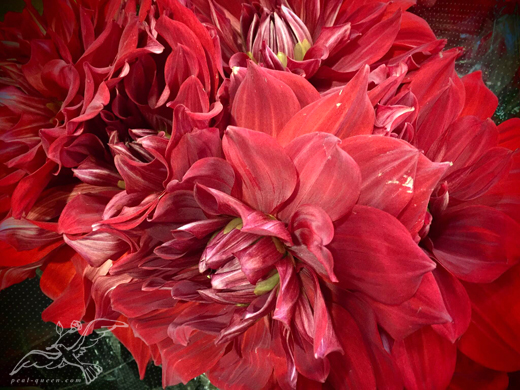 a0202890_1856389.jpg