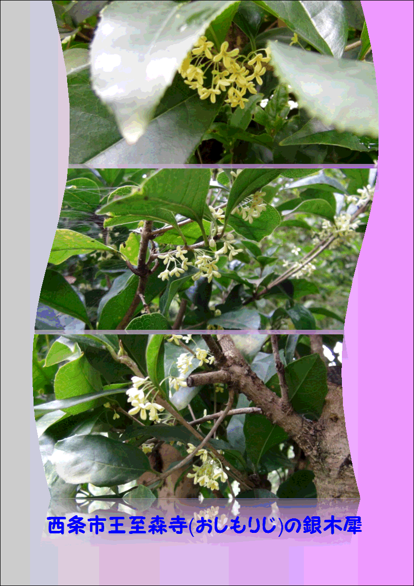 西条市王至森寺 おしもりじ の3種の金 銀 薄黄色の木犀 15 9 26 徳ちゃん便り