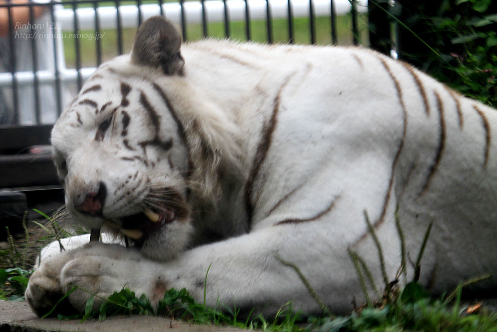 2015.9.26 宇都宮動物園☆ホワイトタイガーのアース【White tiger】_f0250322_20363416.jpg