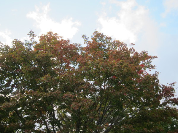 Fall time nature in SweetGrass ーSG秋便り_b0174425_17585354.jpg