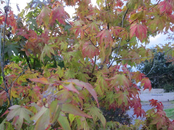 Fall time nature in SweetGrass ーSG秋便り_b0174425_18015482.jpg
