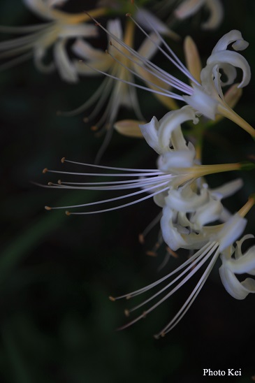 白い曼珠沙華 _c0235725_902076.jpg