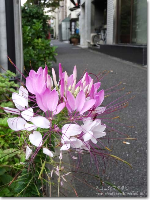 す 酔蝶花 すいちょうか ネコニ マタタビ