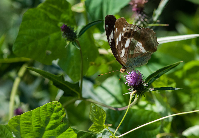 埼玉県のヒョウモンチョウの仲間　in2015.09.19～09.23_a0126632_11582694.jpg