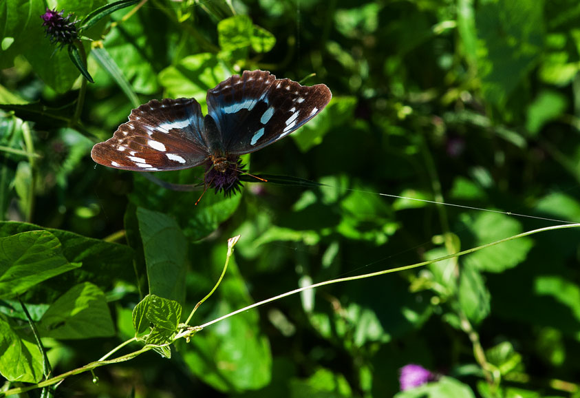 埼玉県のヒョウモンチョウの仲間　in2015.09.19～09.23_a0126632_11593459.jpg